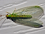 Lacewing