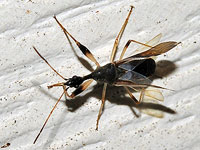 Long-necked Seed Bug
