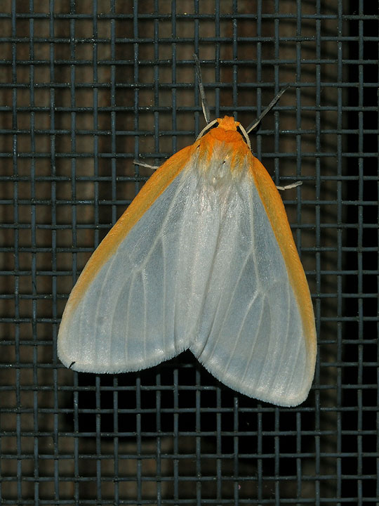 Dogbane Tiger Moth or Delicate Cycnia