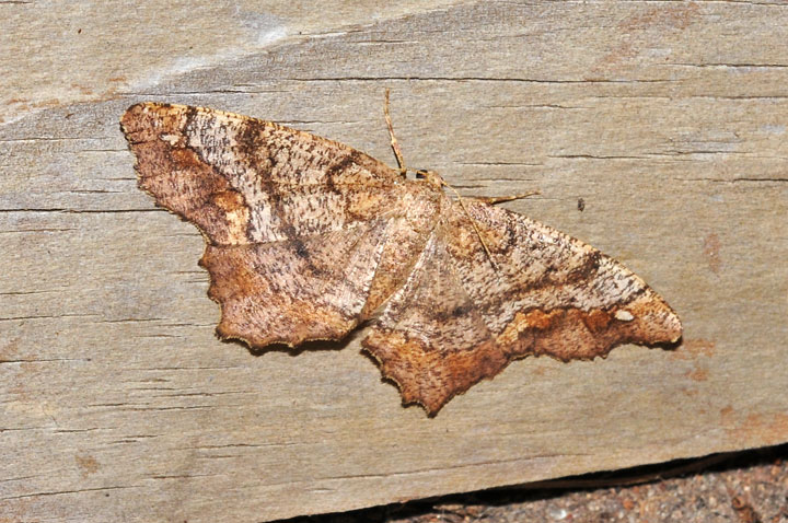 One-spotted Variant, Hypagyrtis unipunctata