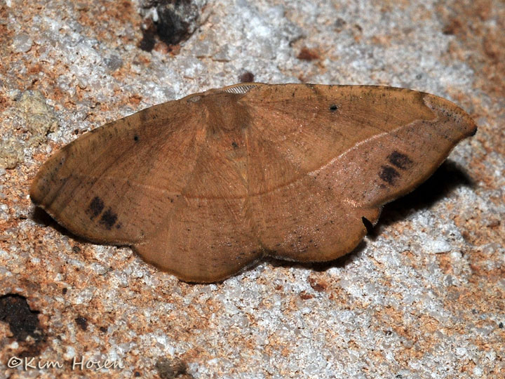 Juniper-twig Geometer Moth