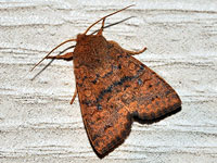 Bicolored Sallow Moth
