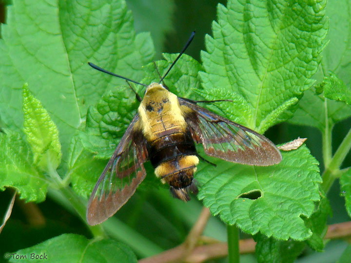 Snowberry clearwing hummingbird moth