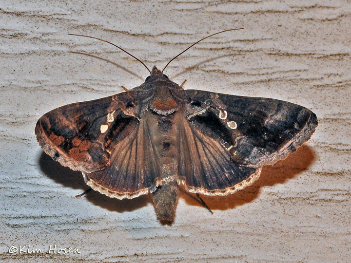 Common Looper Moth