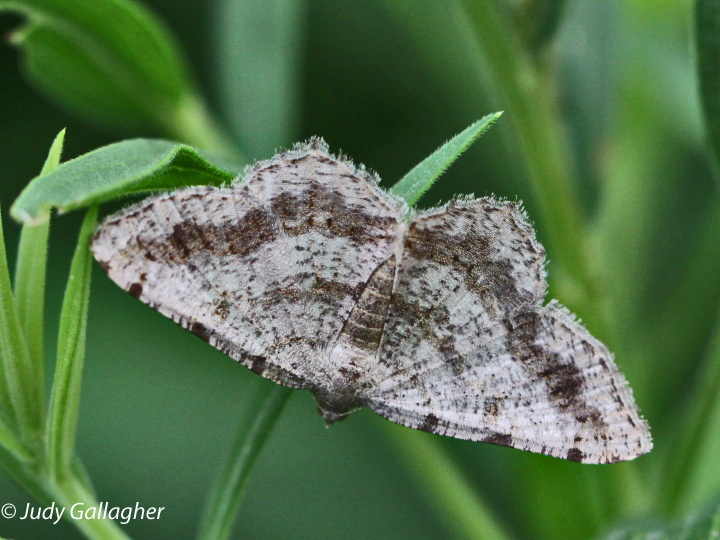 Faint-spotted Angle Moth
