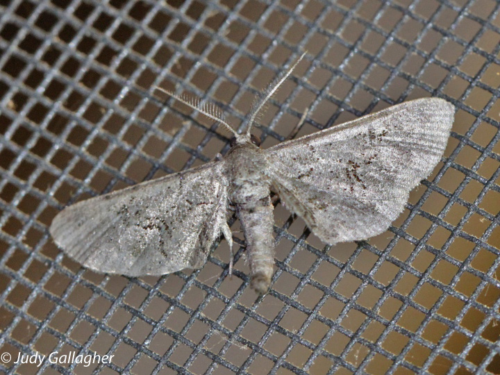 Fine-lined Gray Moth