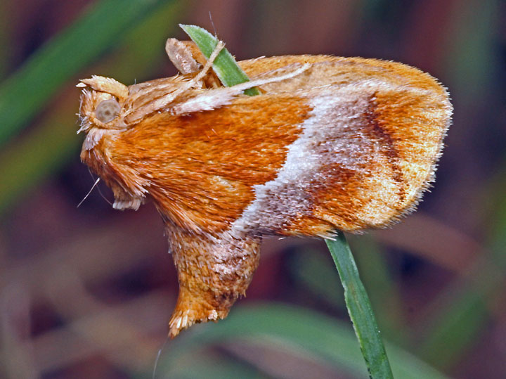 Graceful Slug Moth