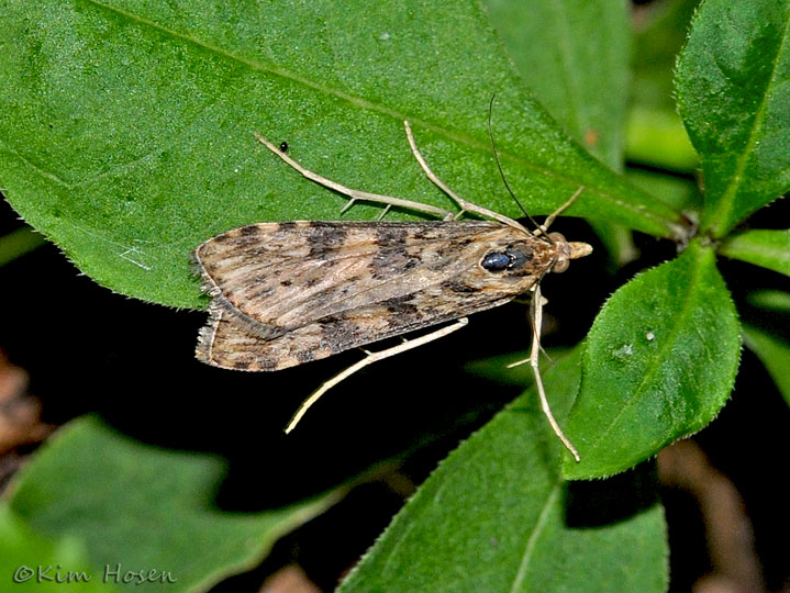 Lucerne Moth or Clover Nomophila