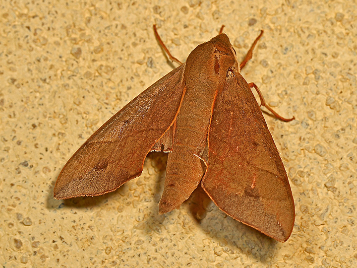 Virginia Creeper Spinx Moth