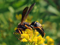 Paper Wasp, Polistes metricus 