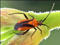 Teadia Scrupea Plant Bug