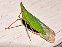 Rhynchomitra, planthopper