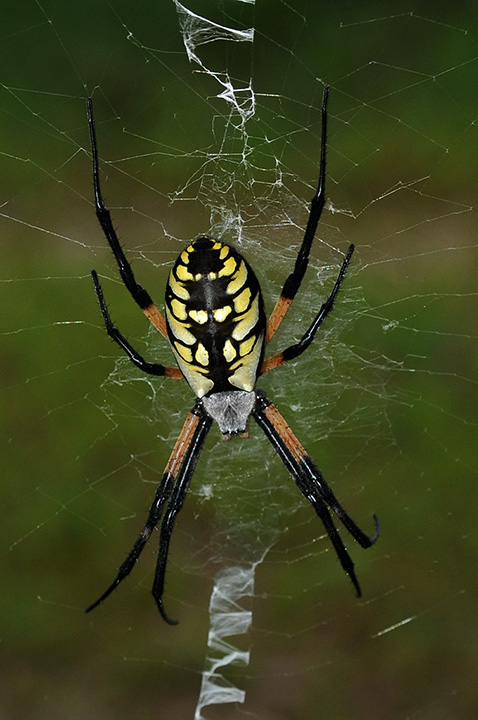 Black and White Garden Spider, Argiope aurantia