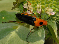 Wedge-shaped Beetle, Macrosiagon limbata