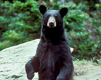 Black Bear