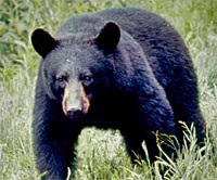 Black Bear