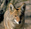 Coyote