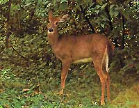 White-tailed deer in the backyard.