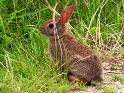 Cottontail at the Occoquan Bay NWR