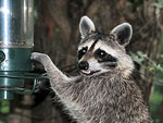 Backyard Racoon