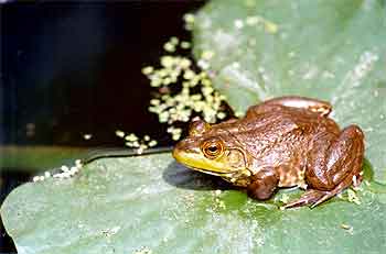 Bullfrog on spatterdock leaf