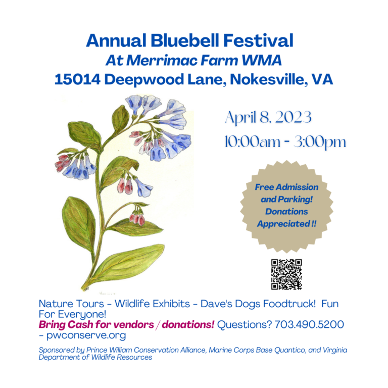 Annual Bluebell Festival - delight in spectacular blooms of our native Virginia Bluebells.s