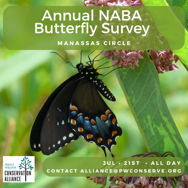 Join this citizen science project and enjoy a day counting butterflies.
