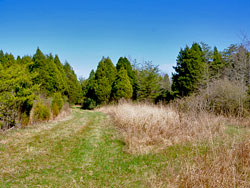 Merrimac Farm edge habitat