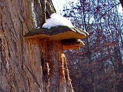 Shelf Fungus at Merrimac Farm