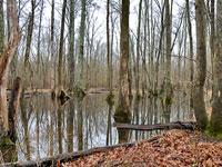 Wetland at Merrimac Farm Wildlife Management Area