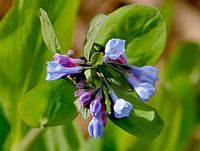 Virginia Bluebells by William Ryder