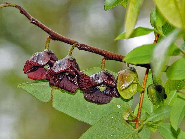 Carolina Elephant's Foot