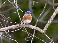 Eastern Bluebird by William Ryder