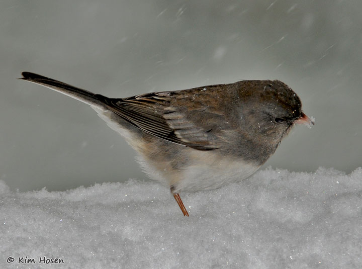 Dark-eyed Junco