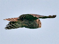 Barred Owl by Tony Coomer