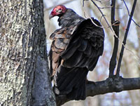 Turkey Vulture