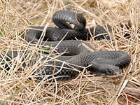 Black Racer