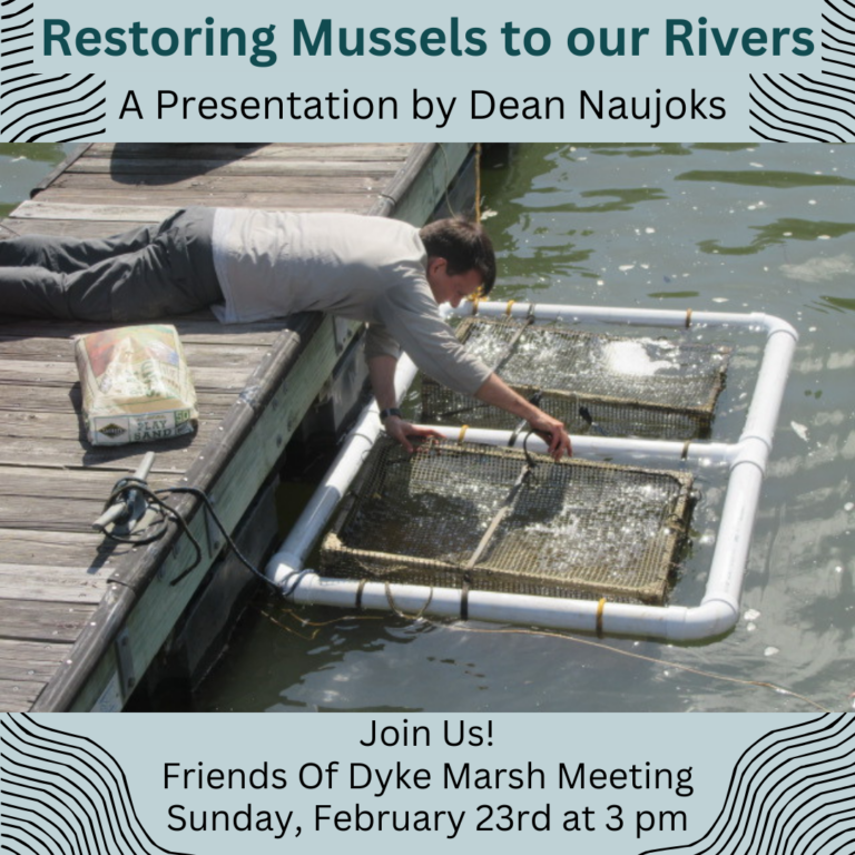 Friends Of Dyke Marsh Mussels