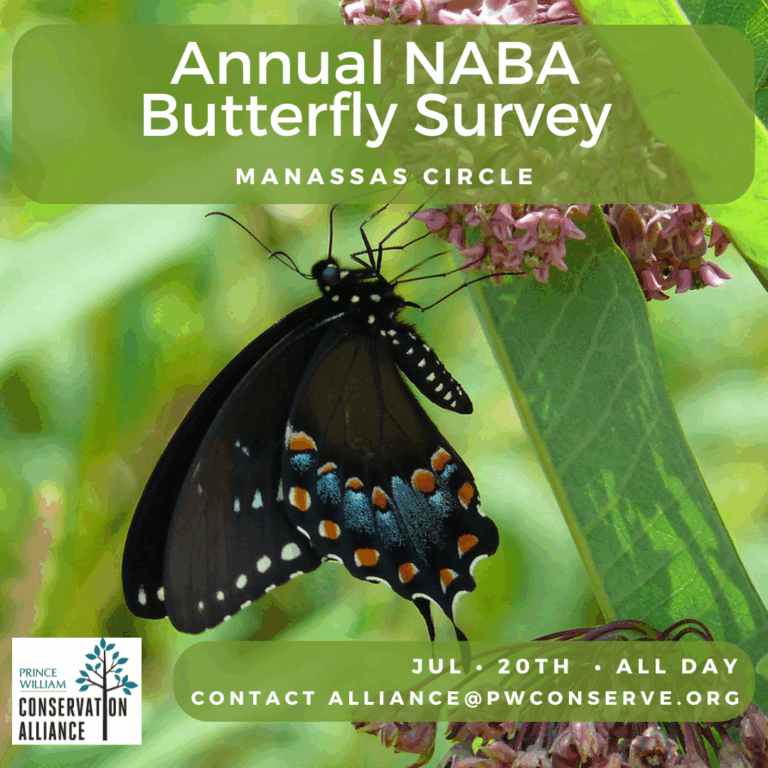 Annual NABA Butterfly Survey July 20th, All Day, contact alliance@pwconserve.org for details